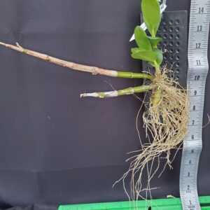 20241213_163351-R-300x300 Dendrobium delacourii 'Guillaumin'