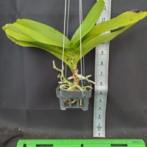 20250824_170221-R-300x300 Aerides Korat Koki 20250824_170221-R-300x300 Aerides Korat Koki