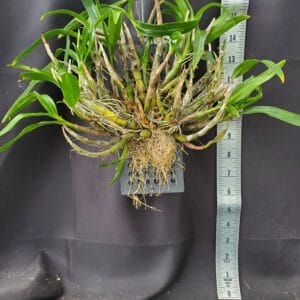 20250826_171235-2025-August-2025-300x300 Dendrobium Hibiki