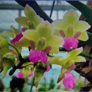 20250903_095105-R-300x300 Aerides Korat Koki 20250903_095105-R-300x300 Aerides Korat Koki