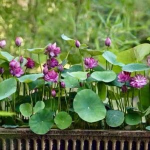 72d302e24ed9fb7045f02add2c25c1b2-300x300 11-Hong Shou Lotus - One of best micro lotus( All Shipping in Spring)