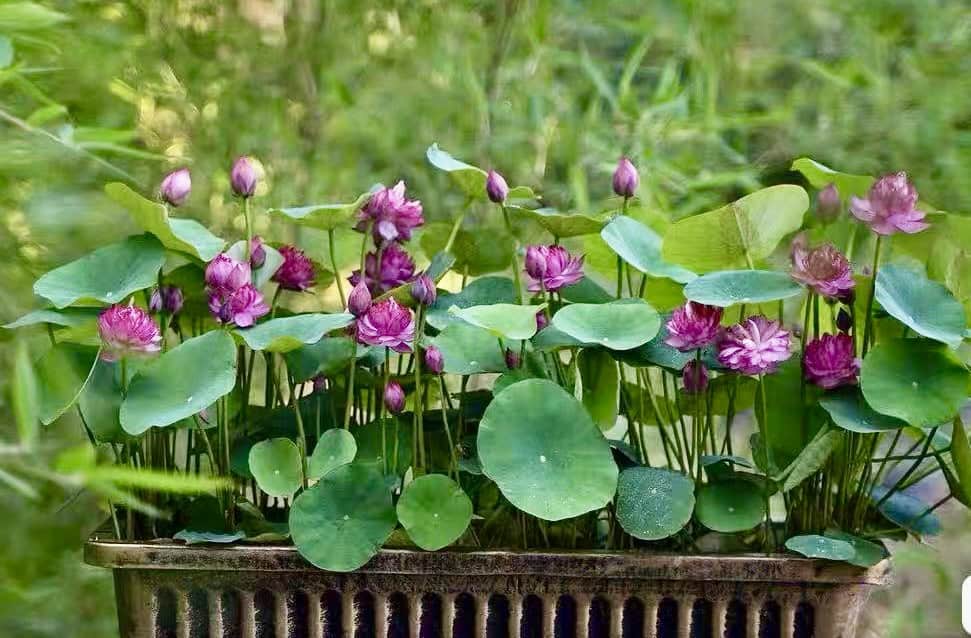 72d302e24ed9fb7045f02add2c25c1b2-600x394 11-Hong Shou Lotus - One of best micro lotus( All Shipping in Spring) 72d302e24ed9fb7045f02add2c25c1b2-600x394 11-Hong Shou Lotus - One of best micro lotus( All Shipping in Spring)