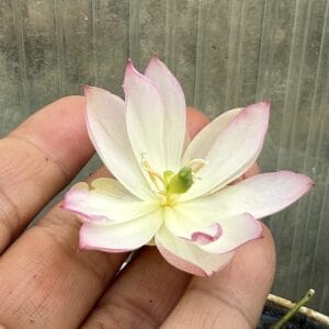 IMG_0503-300x300 Mo Yun Lotus - One of easy to grow micro lotus( All Shipping in Spring)