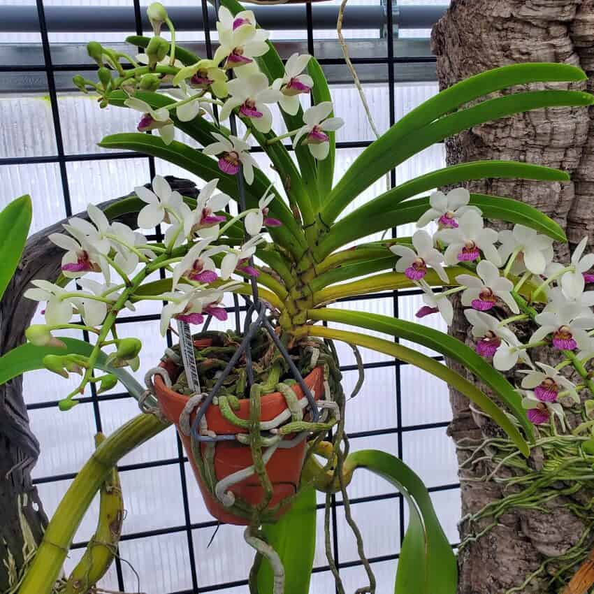 IMG_20230114_143536_545-R-600x600 Holcostylis M S Sunlight IMG_20230114_143536_545-R-600x600 Holcostylis M S Sunlight