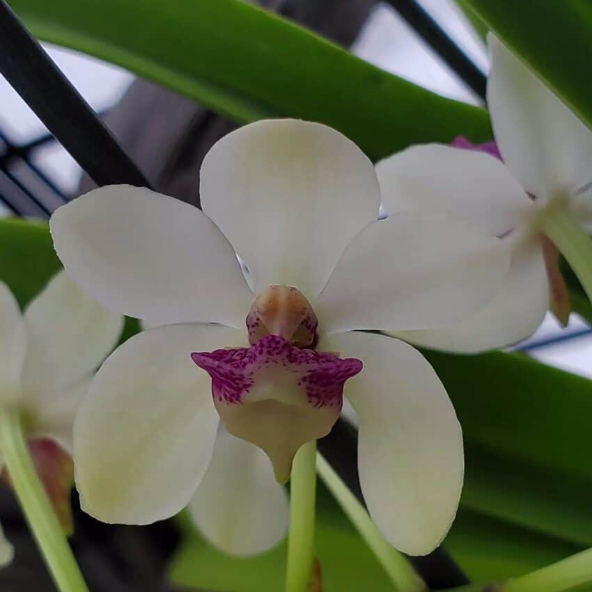 IMG_20230114_143536_596-R-600x600 Holcostylis M S Sunlight IMG_20230114_143536_596-R-600x600 Holcostylis M S Sunlight