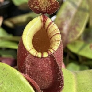 image058-R-Sept-300x300 Nepenthes mirabilis var. globosa (Viking) x N. ampullaria 'Black Miracle'
