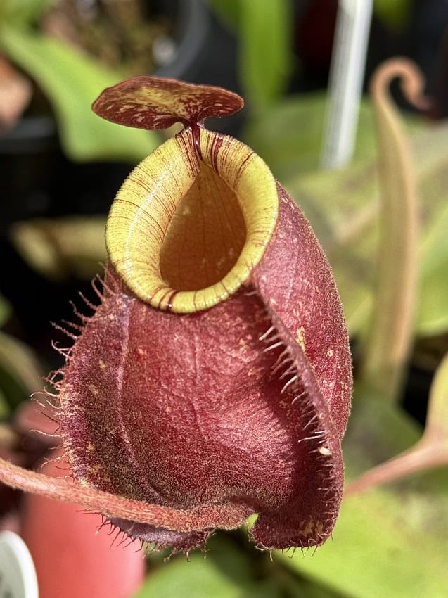 Nepenthes ventricosa x ampullaria 'Black Miracle' – Bergen Water