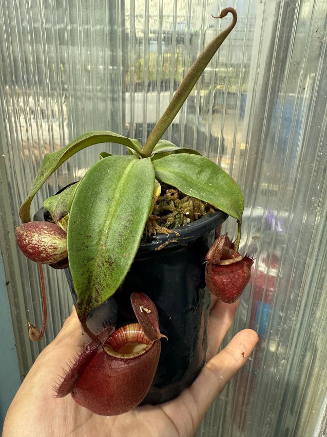 Nepenthes ventricosa x ampullaria 'Black Miracle' – Bergen Water