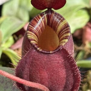 image410-R-sept-2025-300x300 Nepenthes mirabilis var. globosa (Viking) x N. ampullaria 'Black Miracle'