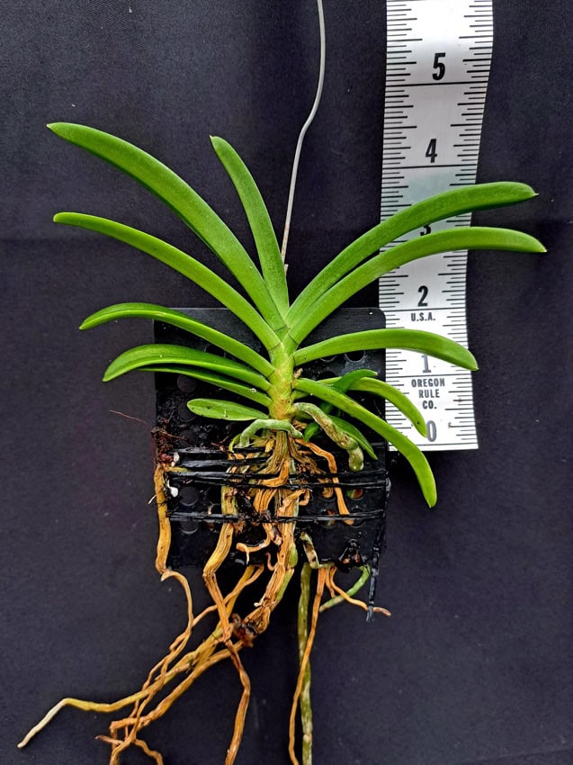 pD17mI6J-r-600x801 Holcostylis M S Sunlight pD17mI6J-r-600x801 Holcostylis M S Sunlight