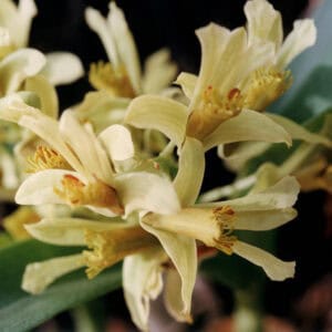 unnamed-4-300x300 Dendrobium delacourii 'Guillaumin'