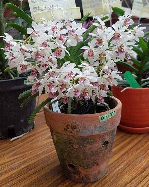 unnamed-cropped Holcostylis M S Sunlight unnamed-cropped Holcostylis M S Sunlight