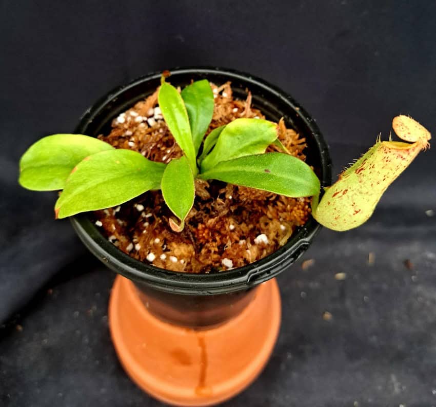 Nepenthes Dyeriana – Bergen Water Gardens, Lotus Paradise