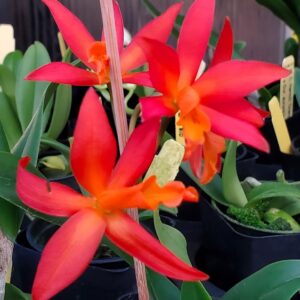 20250207_165409-R-300x300 Ctt. Hilo Sunrise Cattleya Harmill 'Orange Glow' x Gur. aurantiaca 'Mishima Spot'