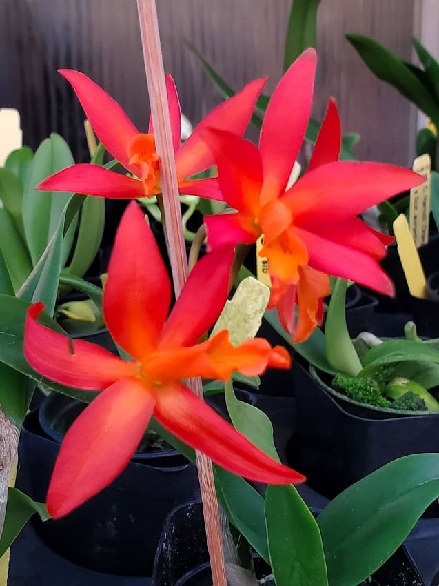 Ctt. Hilo Sunrise Cattleya Harmill 'Orange Glow' x Gur. aurantiaca