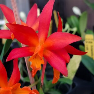 20250207_165415-R-300x300 Ctt. Hilo Sunrise Cattleya Harmill 'Orange Glow' x Gur. aurantiaca 'Mishima Spot'