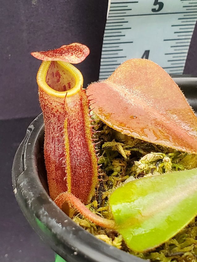 Nepenthes (veitchii x platychila) x lowii BE 4616 – Bergen Water