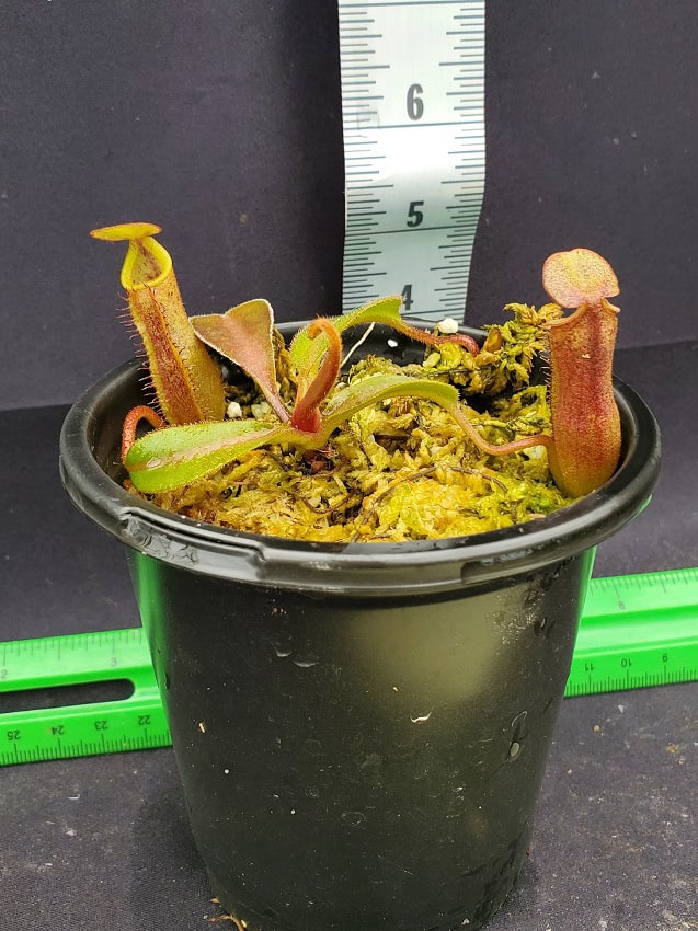 Nepenthes (veitchii x platychila) x lowii BE 4616 – Bergen Water