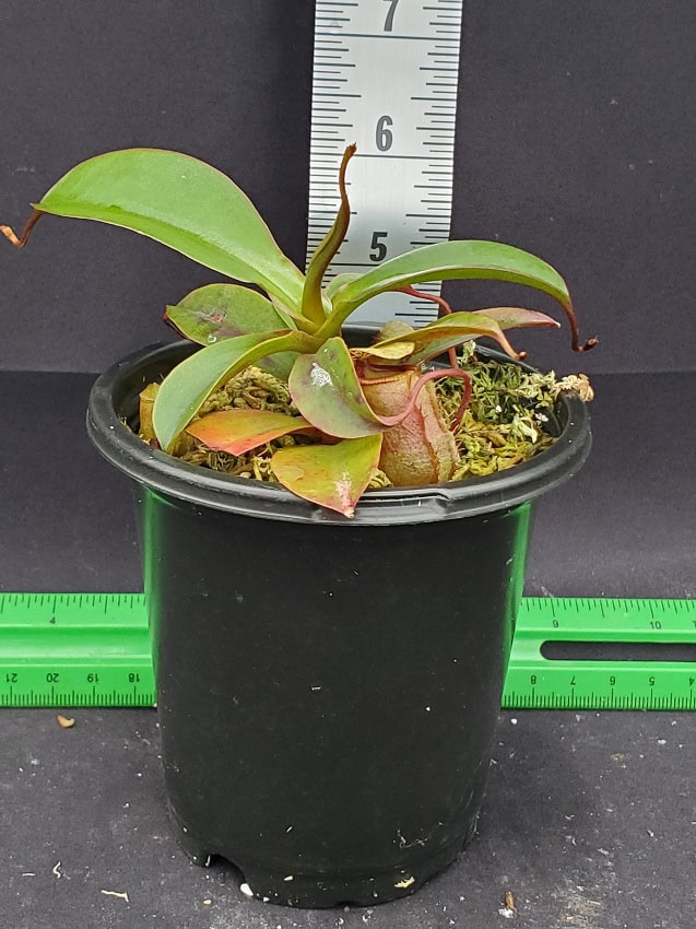 洋楽 anesthesy Nepenthes ventricosa x sibuyanensis BE 3757 – Bergen Water Gardens