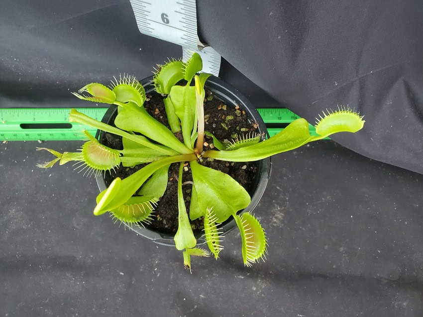 ベラドンナ Nepenthes merrilliana x campanulata BE3473 – Bergen Water Gardens