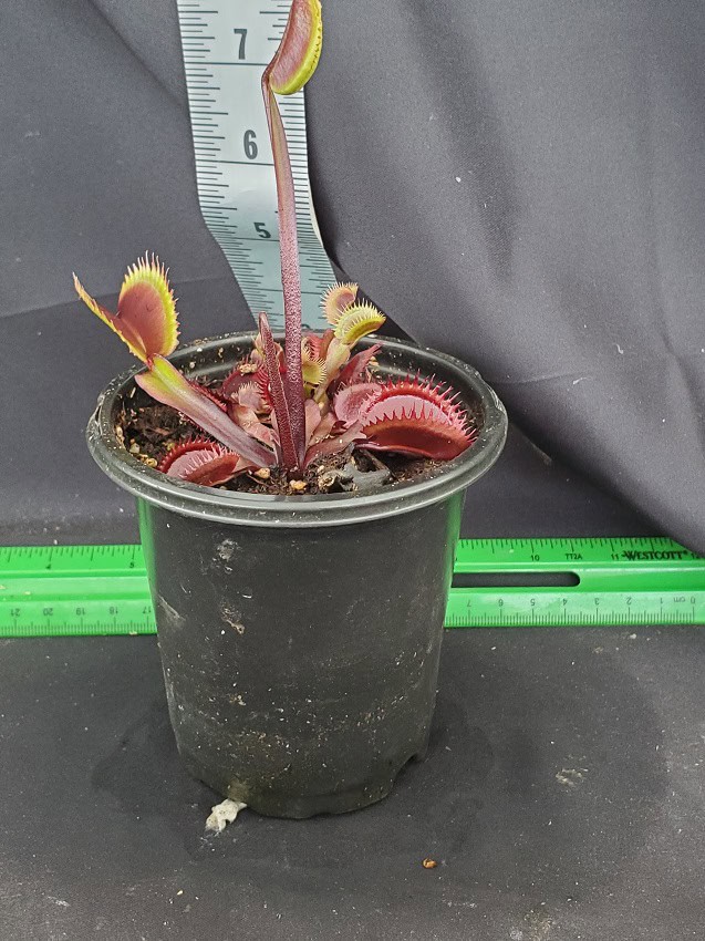 Red Piranha Venus Fly Trap – Bergen Water Gardens, Lotus Paradise