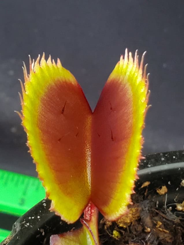 ベラドンナ Red Piranha Venus Fly Trap – Bergen Water Gardens, Lotus Paradise