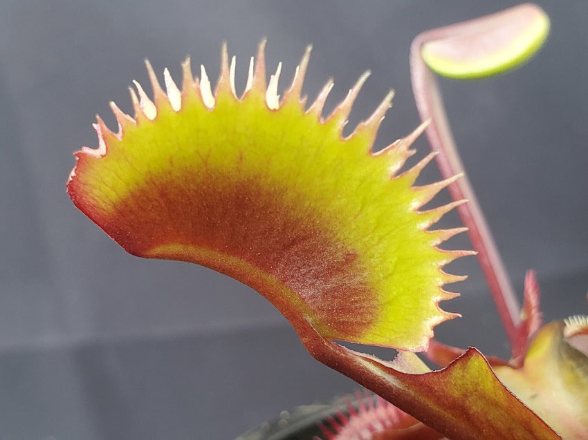 Red Piranha Venus Fly Trap – Bergen Water Gardens, Lotus Paradise