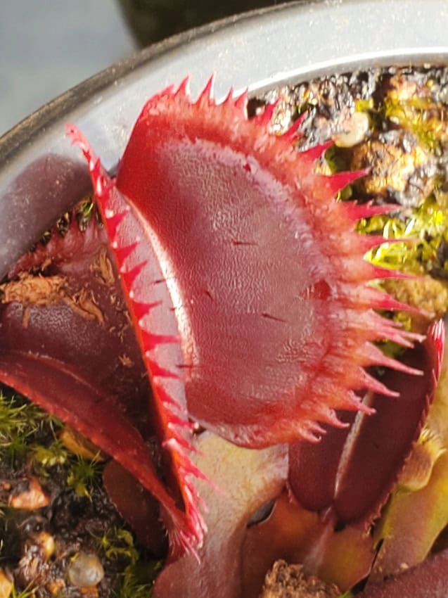 Red Piranha Venus Fly Trap – Bergen Water Gardens, Lotus Paradise