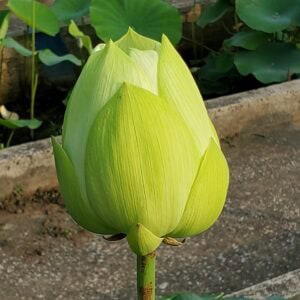 20190711_064654-R-300x300 10-Zhengguo Huang Lotus ( Golden Builder lotus )New for 2026