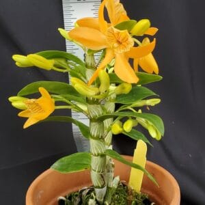 20250509_170812-R-300x300 Dendrobium Stardust 'Firebird' x Den. unicum 'Fireworks'