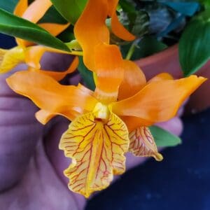 20250509_170911-R-300x300 Dendrobium Stardust 'Firebird' x Den. unicum 'Fireworks'