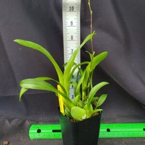 20250520_121833-R-300x300 Oncidium Twinkle Oro