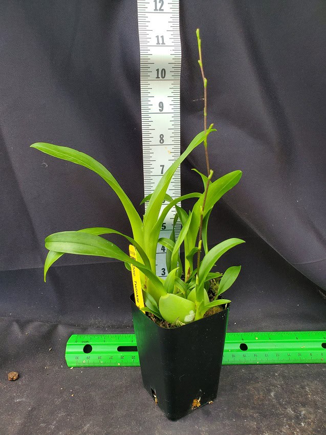 Oncidium Twinkle Oro – Bergen Water Gardens, Lotus Paradise