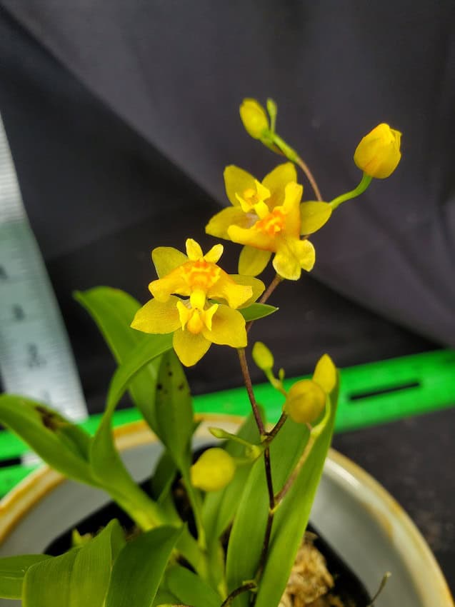 Oncidium Twinkle Oro – Bergen Water Gardens, Lotus Paradise