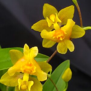 20250520_121928-R-300x300 Oncidium Twinkle Oro