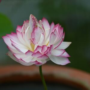 DSC_7359-a-300x300 40-Xue Ying Lotus ( All ship in Spring)