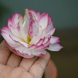 DSC_7362-a-300x300 40-Xue Ying Lotus ( All ship in Spring)