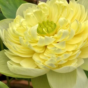 IMG_8715-R-300x300 10-Zhengguo Huang Lotus ( Golden Builder lotus )New for 2026