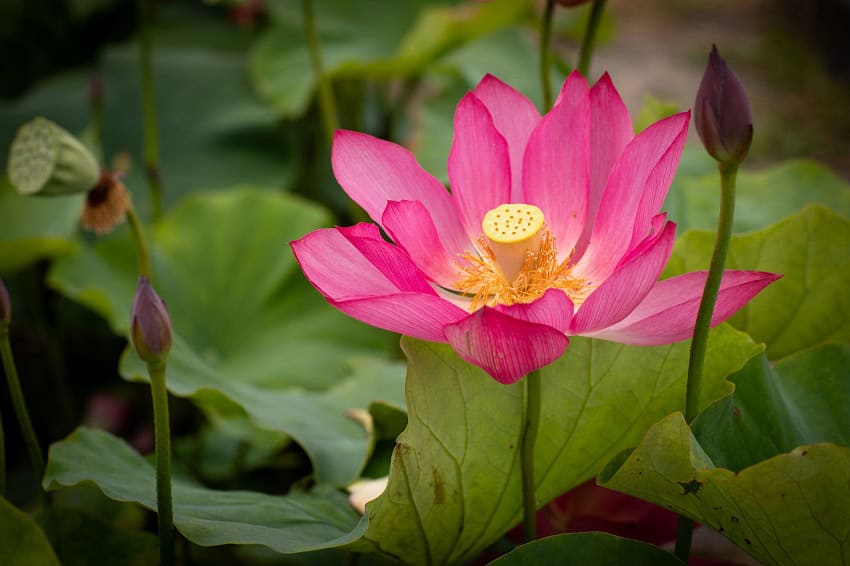 0-R-12 LotusFest 2025 ReCap 0-R-12 LotusFest 2025 ReCap