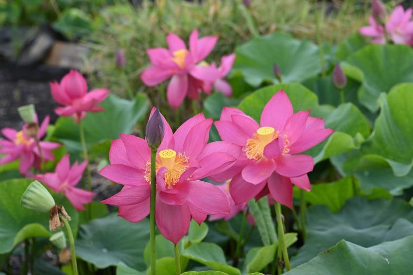 0-R-5 LotusFest 2025 ReCap 0-R-5 LotusFest 2025 ReCap