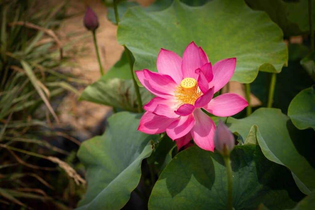 0-R-7-1024x683 LotusFest 2025 ReCap 0-R-7-1024x683 LotusFest 2025 ReCap