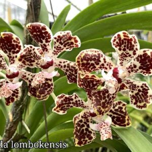 1w21q4g-300x300 Vanda lombokensis