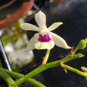 20250706_124718-R-300x300 Luisia thailandica x Vanda falcata 20250706_124718-R-300x300 Luisia thailandica x Vanda falcata