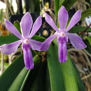 20250720_185017-R-300x300 Vandachostylis Lou Sneary Blue