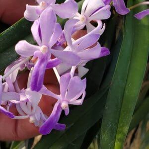 20250720_185029-R-300x300 Vandachostylis Lou Sneary Blue