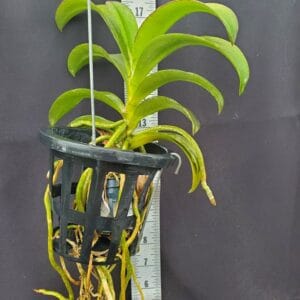 20250817_133850R-300x300 Vandaenopsis pulcherrimin
