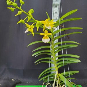 20250818_151013-r-300x300 Aeridovanda Kasorn's Orchid Tactic 20250818_151013-r-300x300 Aeridovanda Kasorn's Orchid Tactic