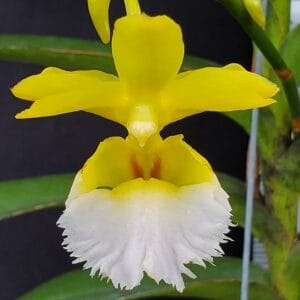 20250818_151028-r-300x300 Aeridovanda Kasorn's Orchid Tactic 20250818_151028-r-300x300 Aeridovanda Kasorn's Orchid Tactic