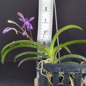 20250818_151237-R-300x300 Vandachostylis Charm 'Blue Star'