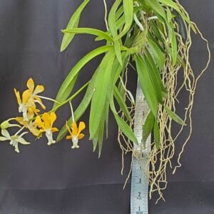 20250818_151942-R-300x300 Vanda denisoniana x Vanda falcata